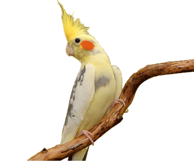 طوطی کده - بلاگ