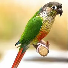 طوطی کده - طوطی گرینچیک