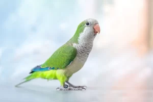 طوطی کده - طوطی راهب