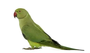 طوطی ملنگو