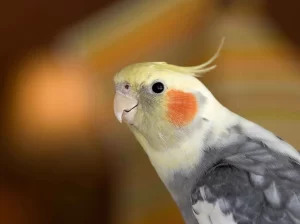 زبان بدن عروس هلندی