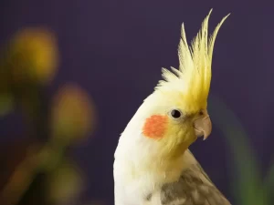 حرکت نوک عروس هلندی