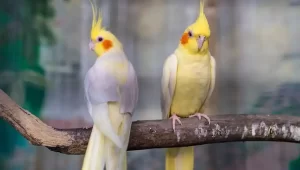 طوطی کده - عروس هلندی