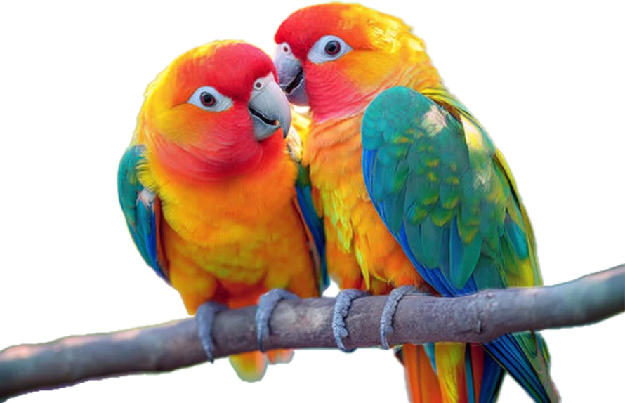 نگهداری، فروش و خدمات تخصصی طوطیها در طوطیکده