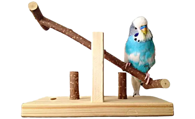 طوطی کده - درباره ما