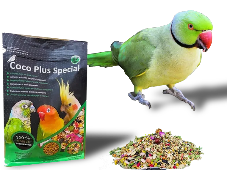 طوطی کده - خدمات طوطی کده