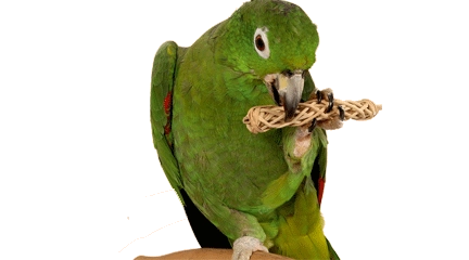 نگهداری، فروش و خدمات تخصصی طوطیها در طوطیکده