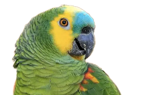 نگهداری، فروش و خدمات تخصصی طوطیها در طوطیکده