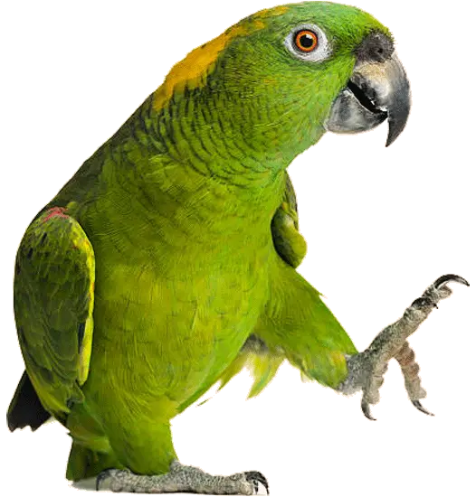 نگهداری، فروش و خدمات تخصصی طوطیها در طوطیکده