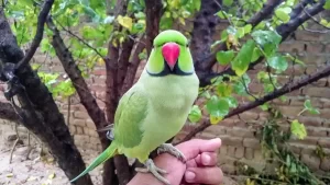 سخنگو-کردن-طوطی-ملنگو