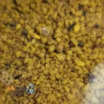 غذای تخممرغی، عسل و میوه 150 گرمی مخصوص عروس هلندی