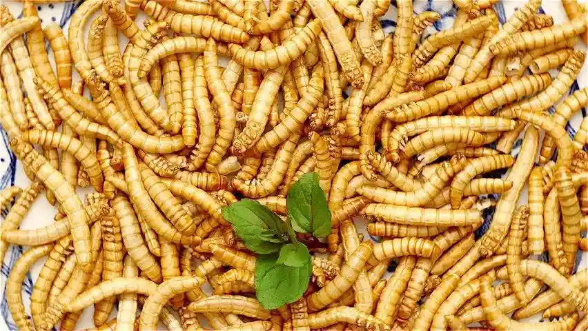 پروتئین بالا و قابل جذب