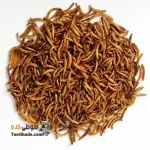 کرم میلورم طبیعی و تازه - خوراک پروتئینی عروس هلندی