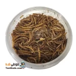 کرم میلورم طبیعی و تازه - خوراک پروتئینی عروس هلندی