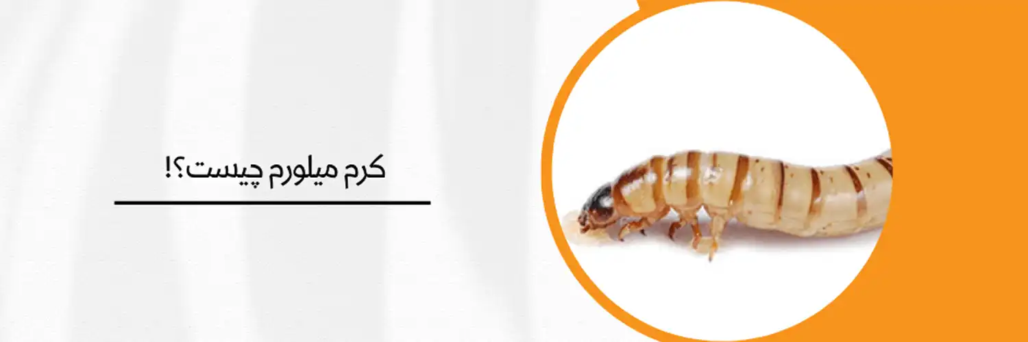 کرم-میلورم-چیست؟