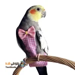 پوشک عروس هلندی – پوشک پرندگان زینتی