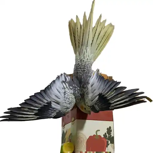 چرا عروس هلندی سروته آویزان می‌شود و بال‌ها را باز می‌کند